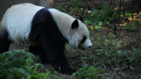 pekingská zoo