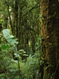 reserva bosque nuboso santa elena