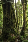 reserva bosque nuboso santa elena