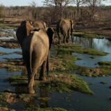 wild horizons elephant sanctuary