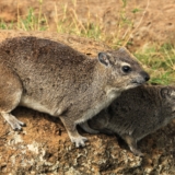 nairobi national park nairobi national park