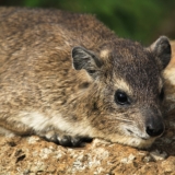 nairobi national park nairobi national park