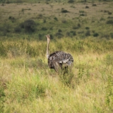 nairobi national park nairobi national park
