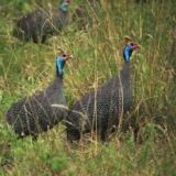 nairobi national park nairobi national park