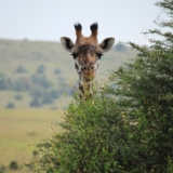 nairobi national park nairobi national park