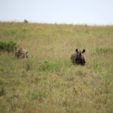 nairobi national park nairobi national park