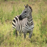 nairobi national park nairobi national park