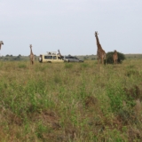 nairobi national park nairobi national park