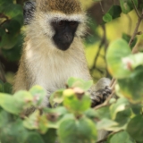 nairobi national park nairobi national park