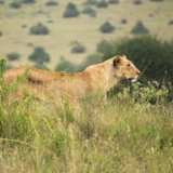 nairobi national park nairobi national park