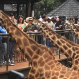 giraffe centre giraffe centre