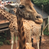 giraffe centre giraffe centre
