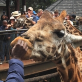 giraffe centre giraffe centre