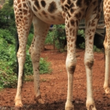 giraffe centre giraffe centre