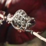 mt kenya hike mt kenya hike