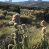 mt kenya hike mt kenya hike