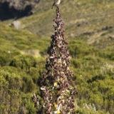 mt kenya hike mt kenya hike