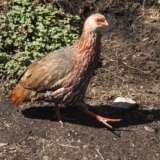 mt kenya hike mt kenya hike