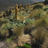 mt kenya hike mt kenya hike