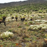 mt kenya hike mt kenya hike