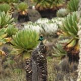mt kenya hike mt kenya hike