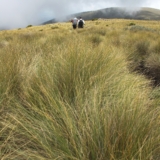 mt kenya hike mt kenya hike