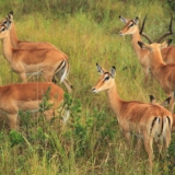 nairobi national park nairobi national park