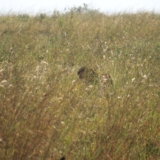 nairobi national park nairobi national park