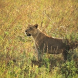 nairobi national park nairobi national park