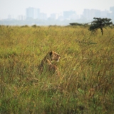 nairobi national park nairobi national park