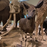 nairobi national museum nairobi national museum