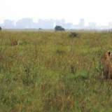 nairobi national park nairobi national park