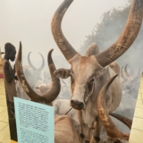 nairobi national museum nairobi national museum