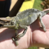 snake park snake park