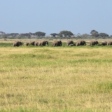 amboseli national park amboseli national park