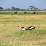 amboseli national park amboseli national park