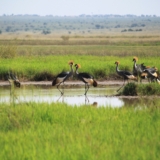 amboseli national park amboseli national park