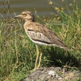 amboseli national park amboseli national park