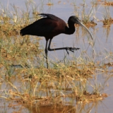 amboseli national park amboseli national park
