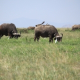 amboseli national park amboseli national park