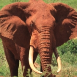 tsavo west tsavo west