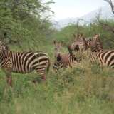 tsavo west tsavo west