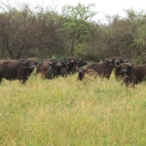 tsavo west tsavo west