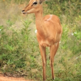 tsavo west tsavo west