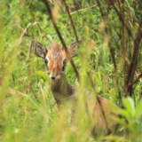 tsavo west tsavo west