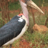 tsavo west tsavo west