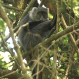 tsavo west tsavo west