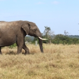 ol pejeta conservancy