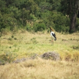 ol pejeta conservancy