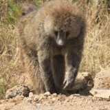 ol pejeta conservancy